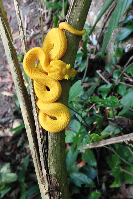 A picture of a yellow snake