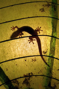 Image of a gecko scaling the inside of a paper lamp.